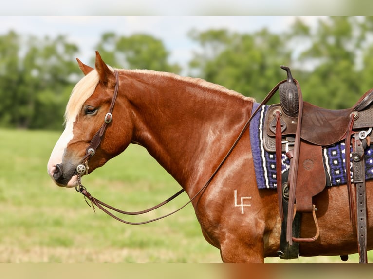 Arbeitspferd Mix Wallach 5 Jahre 157 cm in Crab Orchard, KY