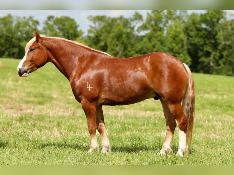 Arbeitspferd Mix Wallach 5 Jahre 157 cm in Crab Orchard, KY