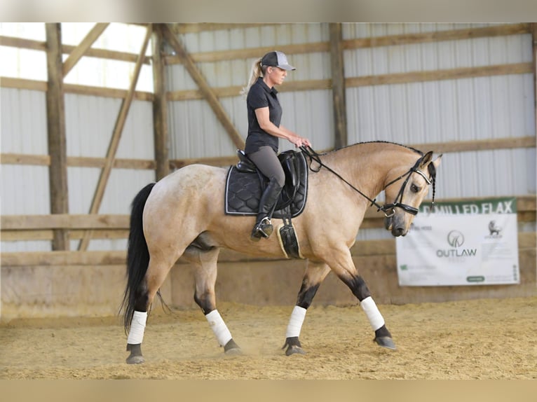 Arbeitspferd Mix Wallach 5 Jahre 160 cm Buckskin in Oelwein, IA