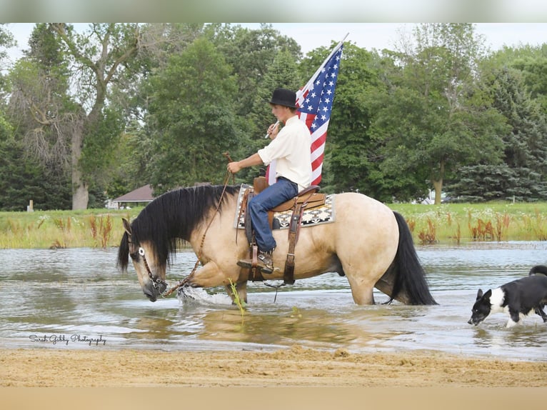 Arbeitspferd Mix Wallach 5 Jahre 160 cm Buckskin in Oelwein, IA