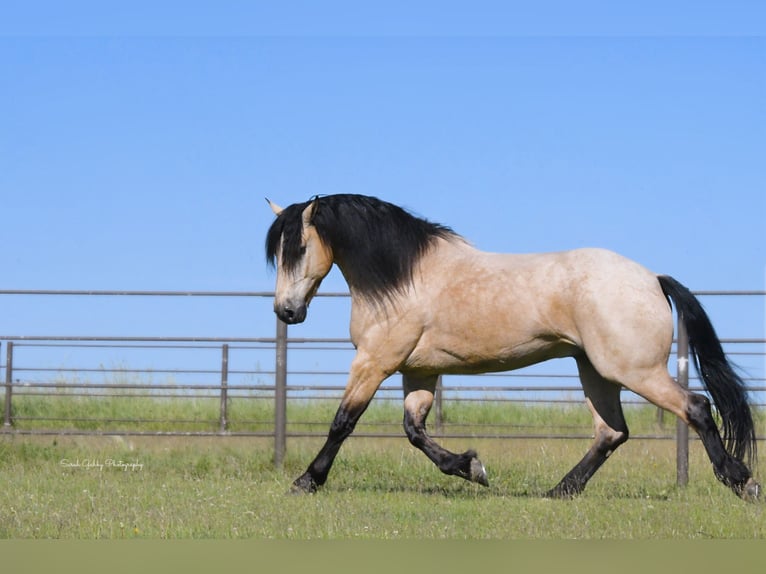 Arbeitspferd Mix Wallach 5 Jahre 160 cm Buckskin in Oelwein, IA