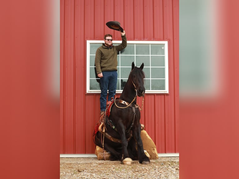 Arbeitspferd Mix Wallach 5 Jahre 160 cm Rappe in Millersburg