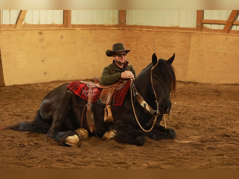 Arbeitspferd Mix Wallach 5 Jahre 160 cm Rappe in Millersburg