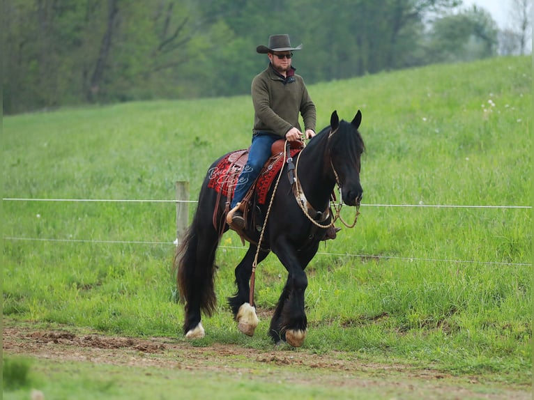 Arbeitspferd Mix Wallach 5 Jahre 160 cm Rappe in Millersburg