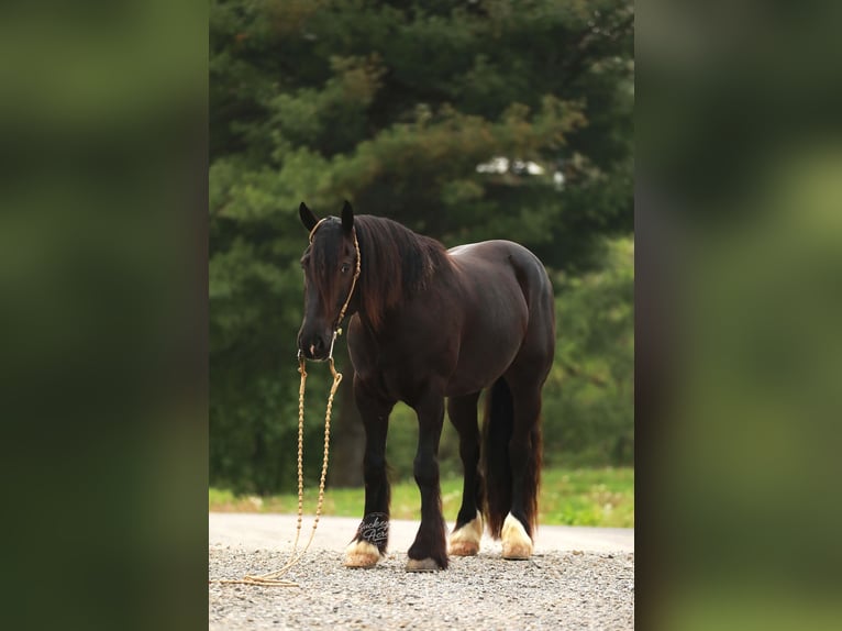 Arbeitspferd Mix Wallach 5 Jahre 160 cm Rappe in Millersburg