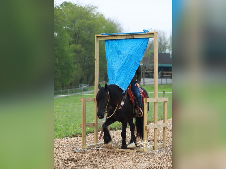 Arbeitspferd Mix Wallach 5 Jahre 160 cm Rappe in Millersburg