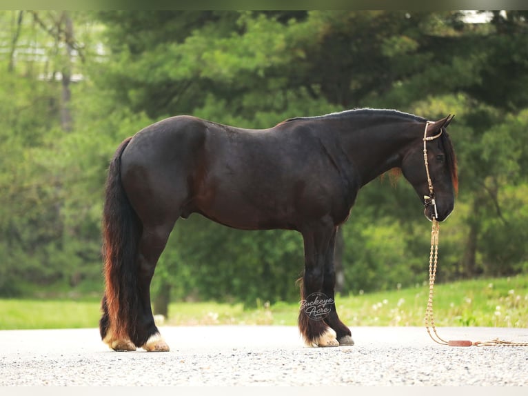 Arbeitspferd Mix Wallach 5 Jahre 160 cm Rappe in Millersburg