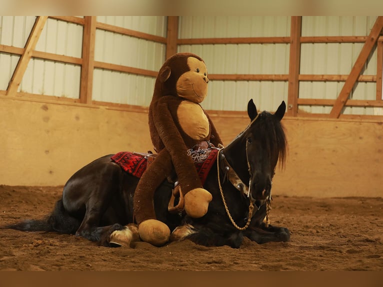 Arbeitspferd Mix Wallach 5 Jahre 160 cm Rappe in Millersburg