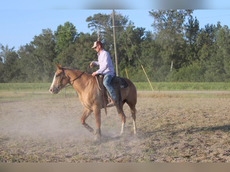 Arbeitspferd Mix Wallach 5 Jahre 160 cm Red Dun in Hartsville, SC