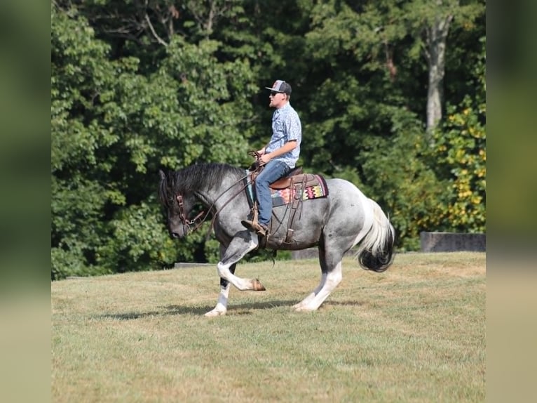 Arbeitspferd Wallach 5 Jahre 160 cm Roan-Blue in Mount Vernon