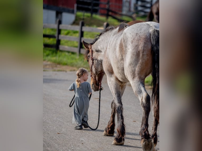 Arbeitspferd Mix Wallach 5 Jahre 160 cm Roan-Red in Honey Brook