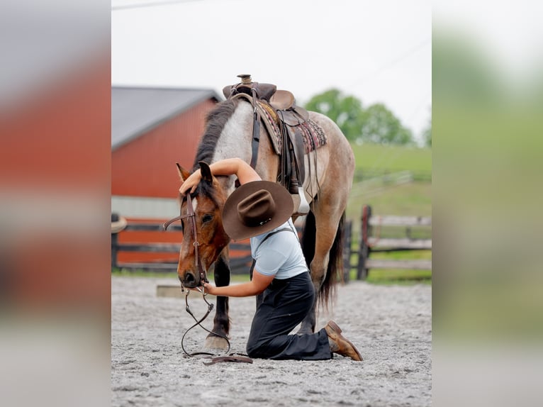 Arbeitspferd Mix Wallach 5 Jahre 160 cm Roan-Red in Honey Brook