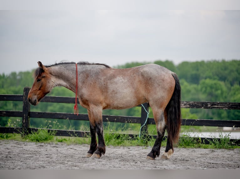 Arbeitspferd Mix Wallach 5 Jahre 160 cm Roan-Red in Honey Brook