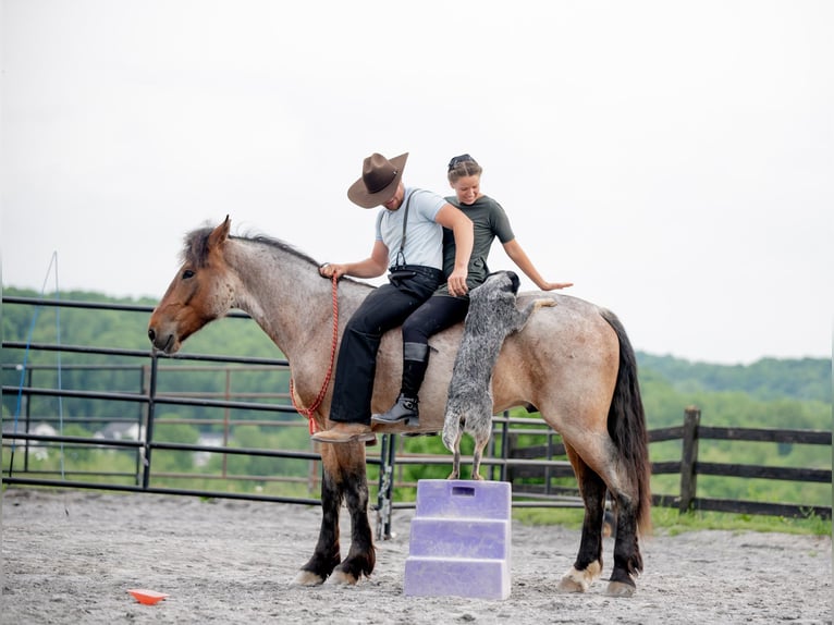 Arbeitspferd Mix Wallach 5 Jahre 160 cm Roan-Red in Honey Brook