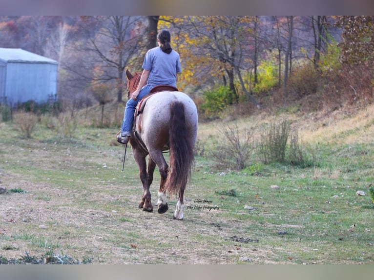 Arbeitspferd Mix Wallach 5 Jahre 160 cm Roan-Red in Peosta, IA