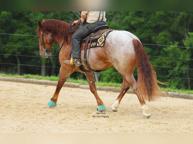 Arbeitspferd Mix Wallach 5 Jahre 160 cm Roan-Red in Peosta, IA