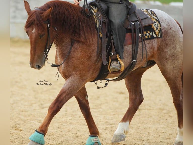 Arbeitspferd Mix Wallach 5 Jahre 160 cm Roan-Red in Peosta, IA