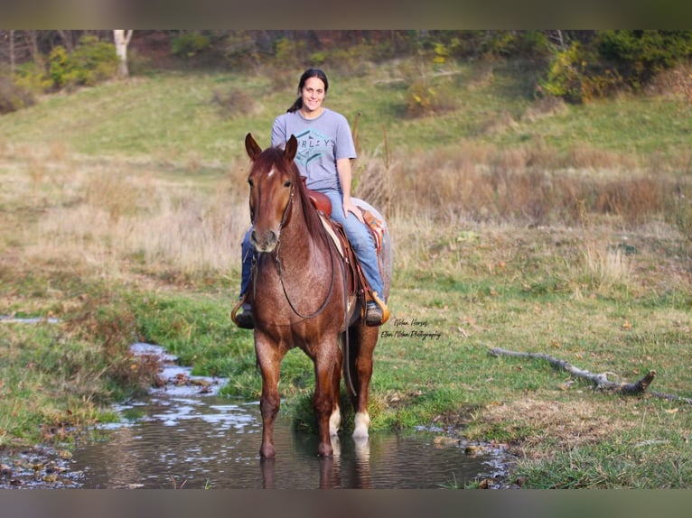 Arbeitspferd Mix Wallach 5 Jahre 160 cm Roan-Red in Peosta, IA