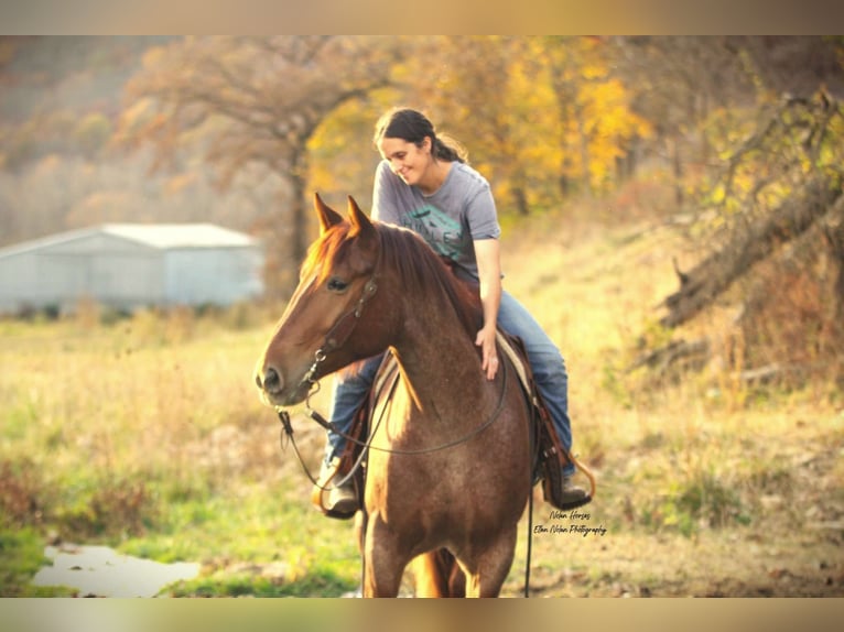 Arbeitspferd Mix Wallach 5 Jahre 160 cm Roan-Red in Peosta, IA