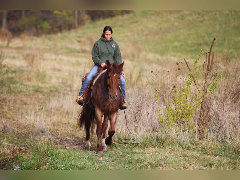 Arbeitspferd Mix Wallach 5 Jahre 160 cm Roan-Red in Peosta, IA