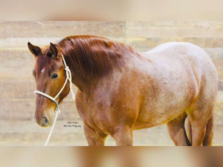 Arbeitspferd Mix Wallach 5 Jahre 160 cm Roan-Red in Peosta, IA