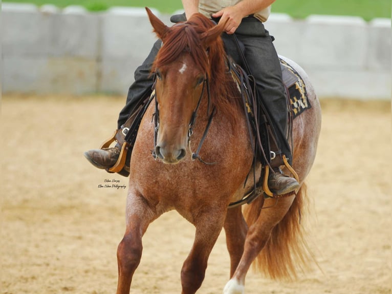 Arbeitspferd Mix Wallach 5 Jahre 160 cm Roan-Red in Peosta, IA