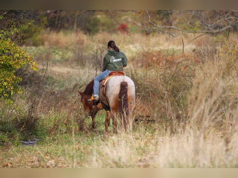 Arbeitspferd Mix Wallach 5 Jahre 160 cm Roan-Red in Peosta, IA