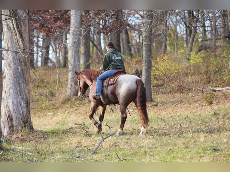 Arbeitspferd Mix Wallach 5 Jahre 160 cm Roan-Red in Peosta, IA