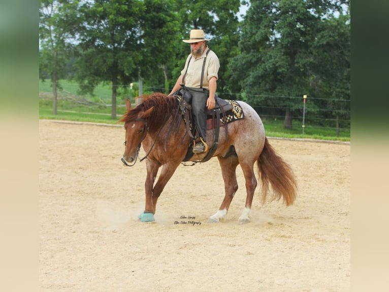 Arbeitspferd Mix Wallach 5 Jahre 160 cm Roan-Red in Peosta, IA