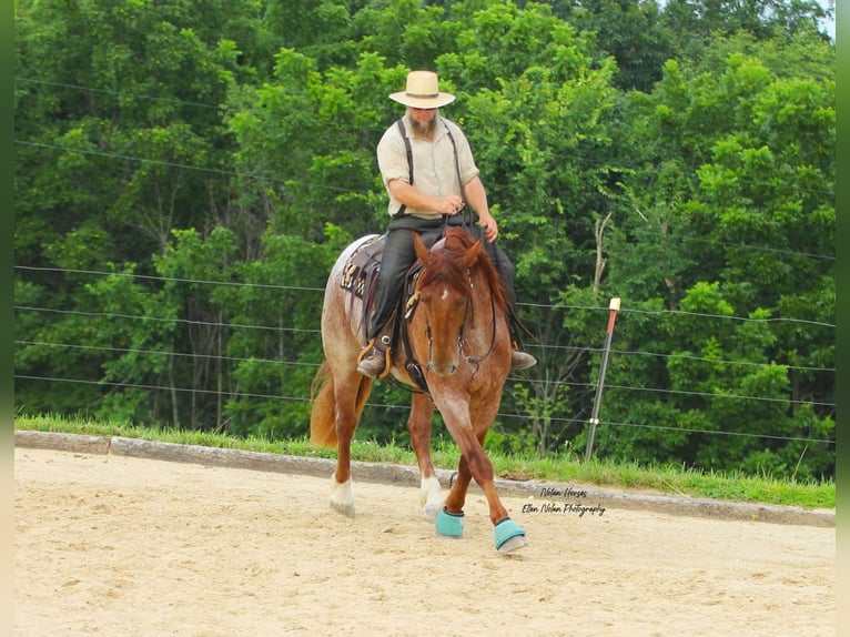 Arbeitspferd Mix Wallach 5 Jahre 160 cm Roan-Red in Peosta, IA