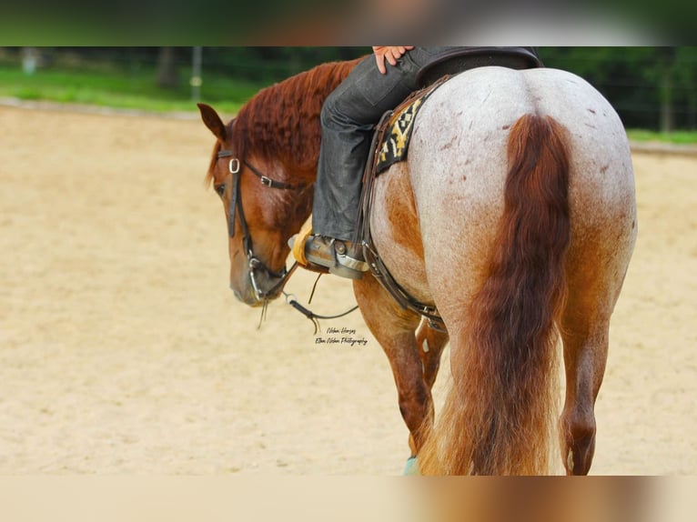 Arbeitspferd Mix Wallach 5 Jahre 160 cm Roan-Red in Peosta, IA