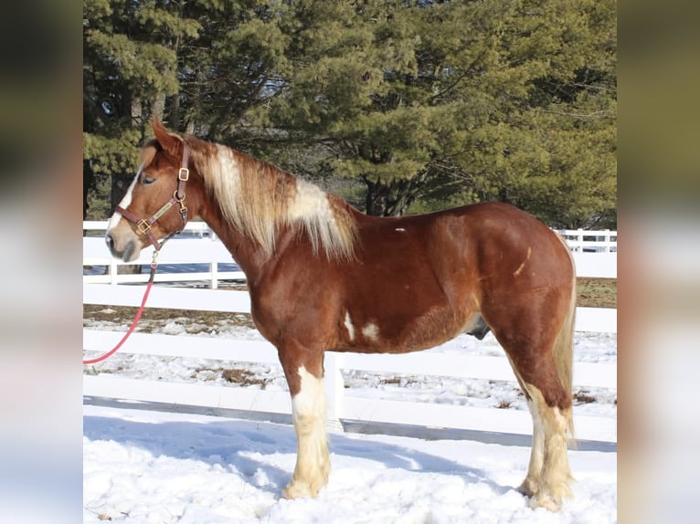 Arbeitspferd Mix Wallach 5 Jahre 160 cm Schecke in Allentown