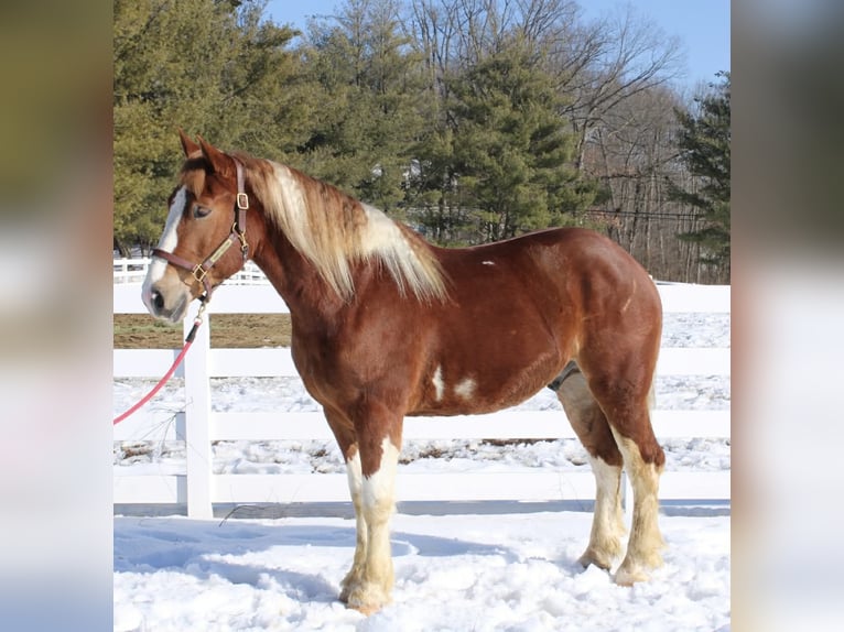 Arbeitspferd Mix Wallach 5 Jahre 160 cm Schecke in Allentown