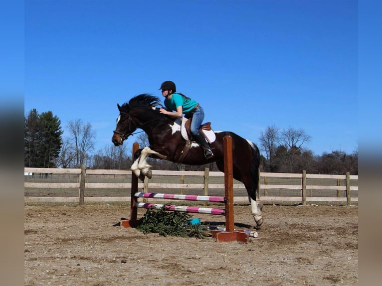 Arbeitspferd Mix Wallach 5 Jahre 160 cm Schecke in Saginaw