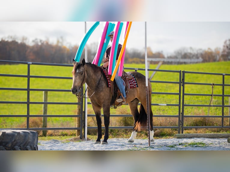 Arbeitspferd Mix Wallach 5 Jahre 163 cm Buckskin in Fredericksburg, OH