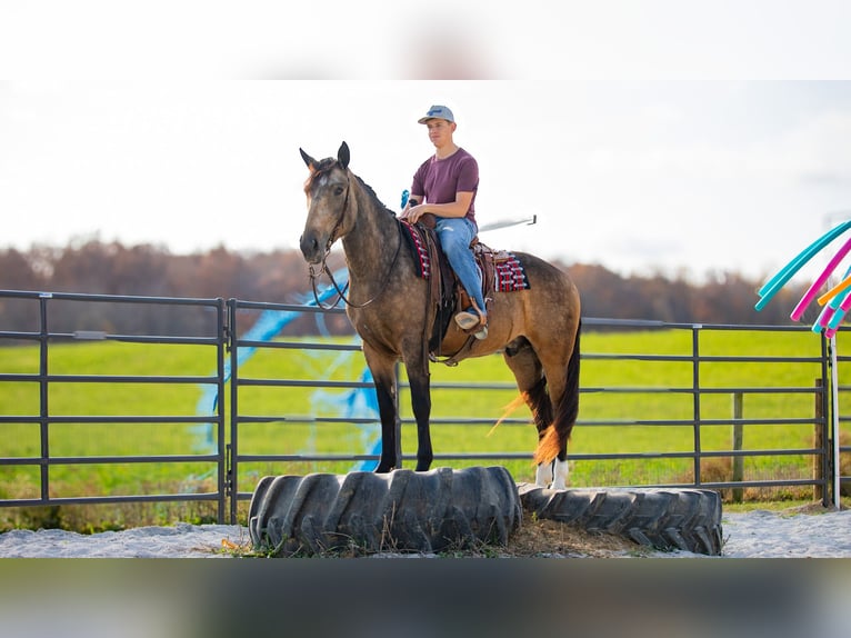 Arbeitspferd Mix Wallach 5 Jahre 163 cm Buckskin in Fredericksburg, OH