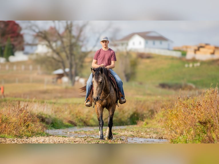 Arbeitspferd Mix Wallach 5 Jahre 163 cm Buckskin in Fredericksburg, OH