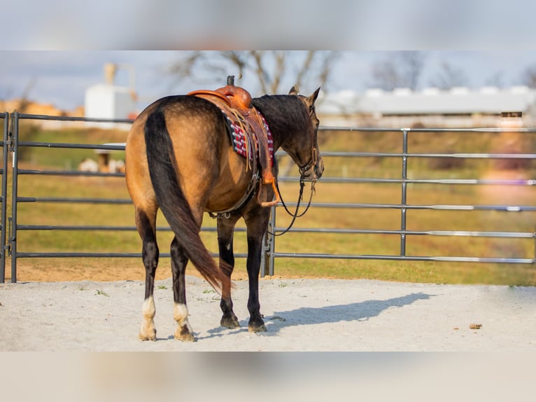 Arbeitspferd Mix Wallach 5 Jahre 163 cm Buckskin in Fredericksburg, OH