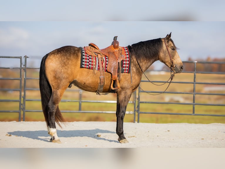 Arbeitspferd Mix Wallach 5 Jahre 163 cm Buckskin in Fredericksburg, OH