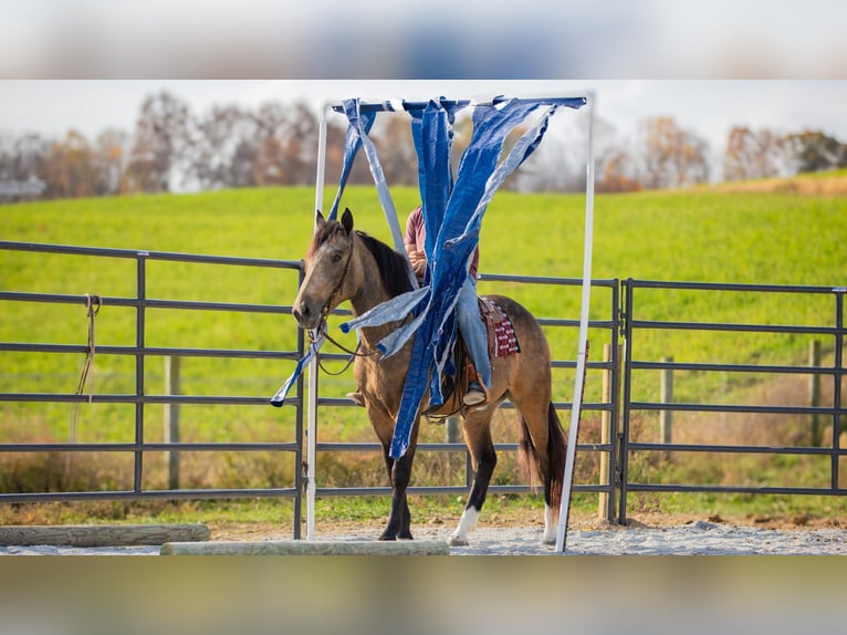 Arbeitspferd Mix Wallach 5 Jahre 163 cm Buckskin in Fredericksburg, OH