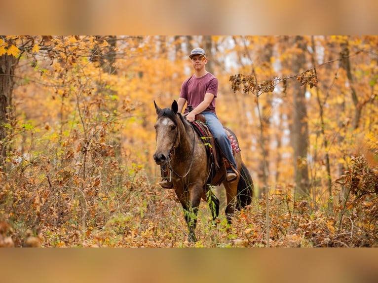 Arbeitspferd Mix Wallach 5 Jahre 163 cm Buckskin in Fredericksburg, OH