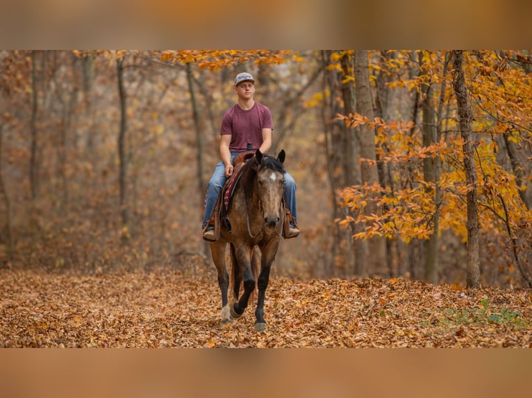 Arbeitspferd Mix Wallach 5 Jahre 163 cm Buckskin in Fredericksburg, OH