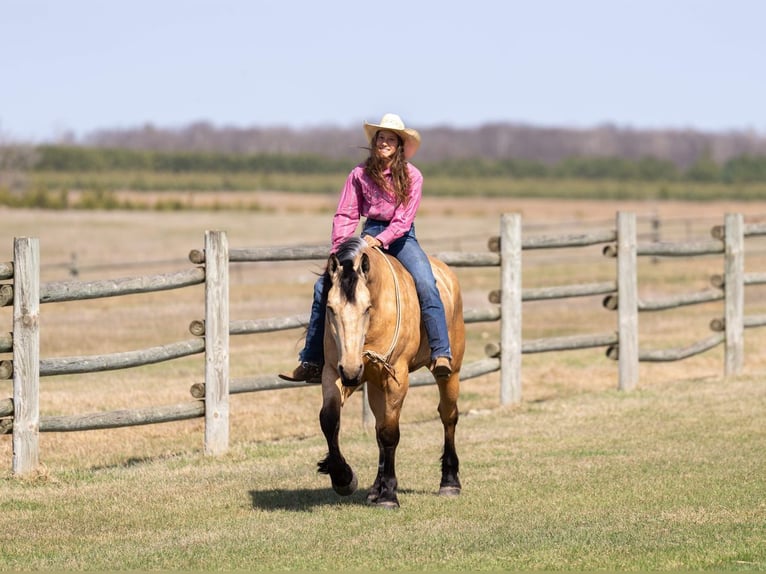 Arbeitspferd Mix Wallach 5 Jahre 163 cm Buckskin in Nevis