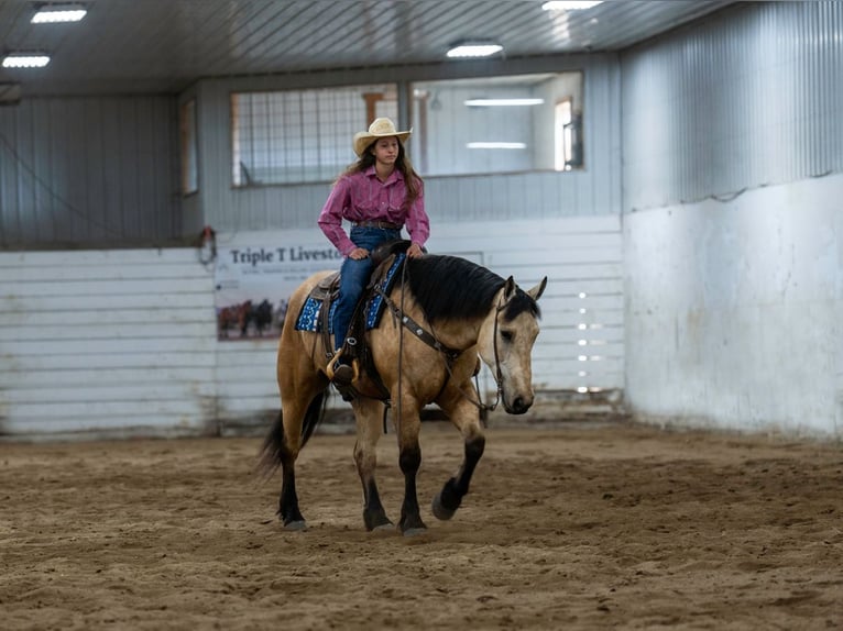 Arbeitspferd Mix Wallach 5 Jahre 163 cm Buckskin in Nevis