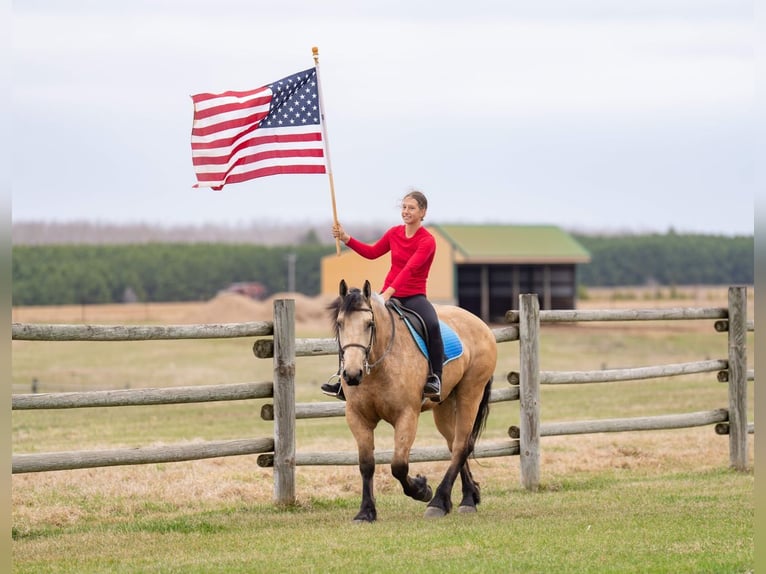 Arbeitspferd Mix Wallach 5 Jahre 163 cm Buckskin in Nevis