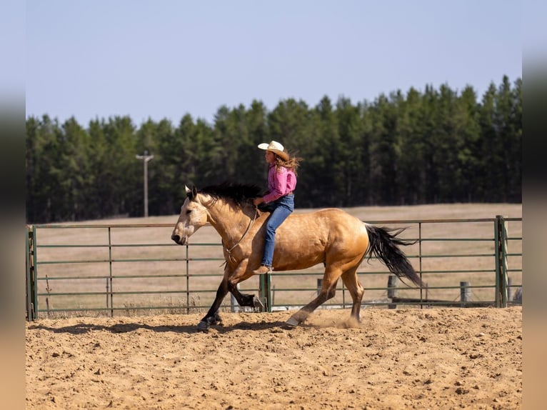 Arbeitspferd Mix Wallach 5 Jahre 163 cm Buckskin in Nevis