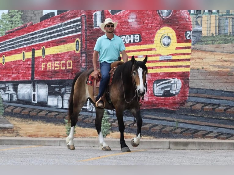 Arbeitspferd Mix Wallach 5 Jahre 163 cm Buckskin in Mt Vernon, MO
