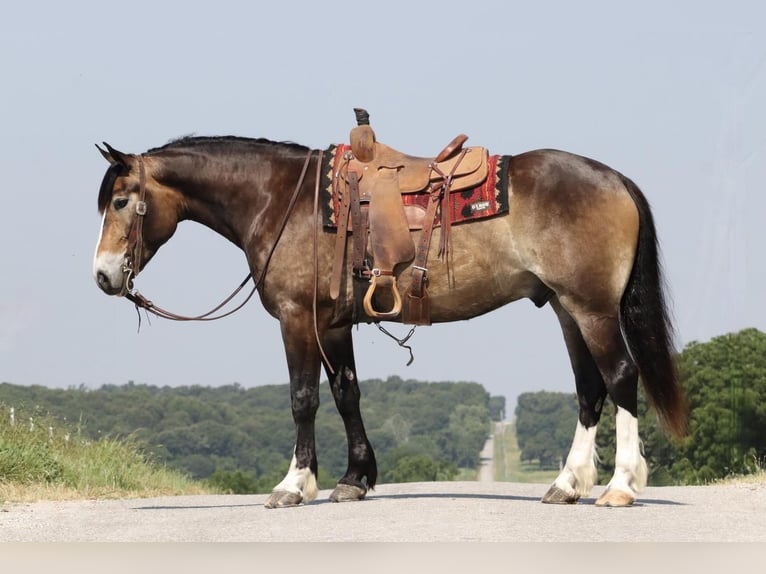 Arbeitspferd Mix Wallach 5 Jahre 163 cm Buckskin in Mt Vernon, MO