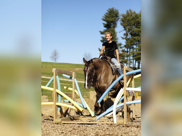 Arbeitspferd Mix Wallach 5 Jahre 163 cm Grullo in Millersburg