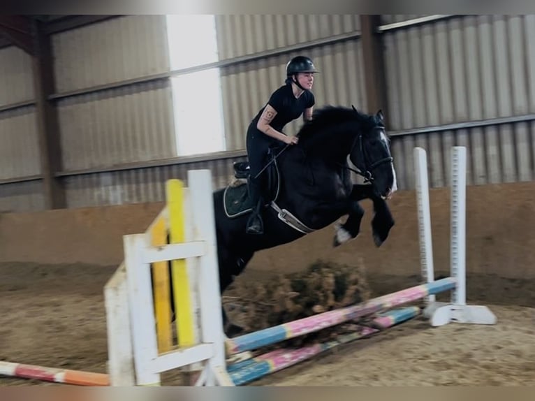 Arbeitspferd Wallach 5 Jahre 163 cm Rappe in Sligo